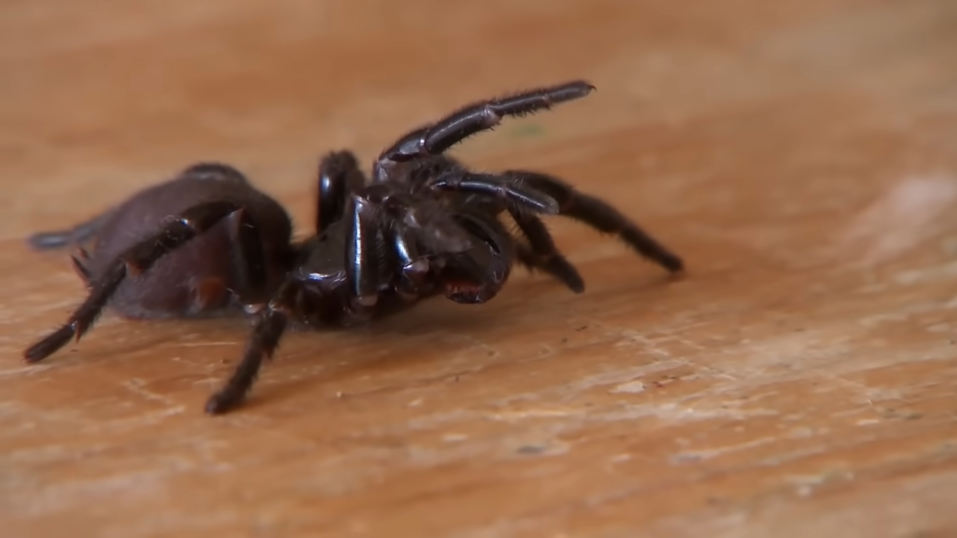 Kids were playing just feet away from one of the world’s deadliest spiders
