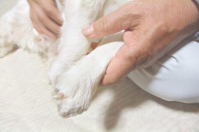 犬が『自分の手足を噛む』理由5選 放っておいて大丈夫？病院に行くべきサインまで