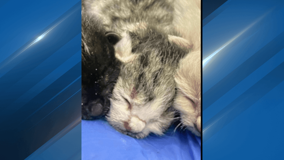 Tiny 'engine room' miracle: Hillsboro police pull off daring rescue of ...