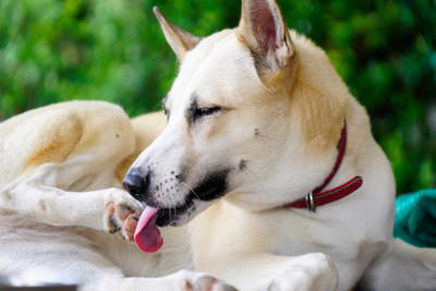 犬が『自分の手足を噛む』理由5選 放っておいて大丈夫？病院に行くべきサインまで