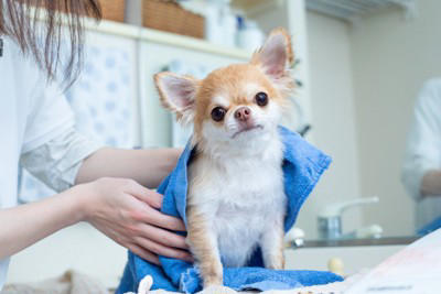 犬が『自分の手足を噛む』理由5選 放っておいて大丈夫？病院に行くべきサインまで