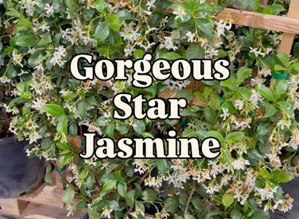 9. Star Jasmine Plants