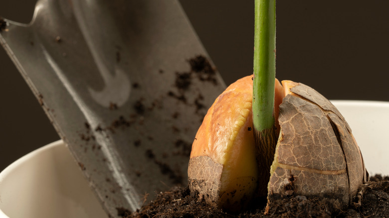 How To Grow An Avocado Plant From Seed (And Will It Actually Bear Fruit?)