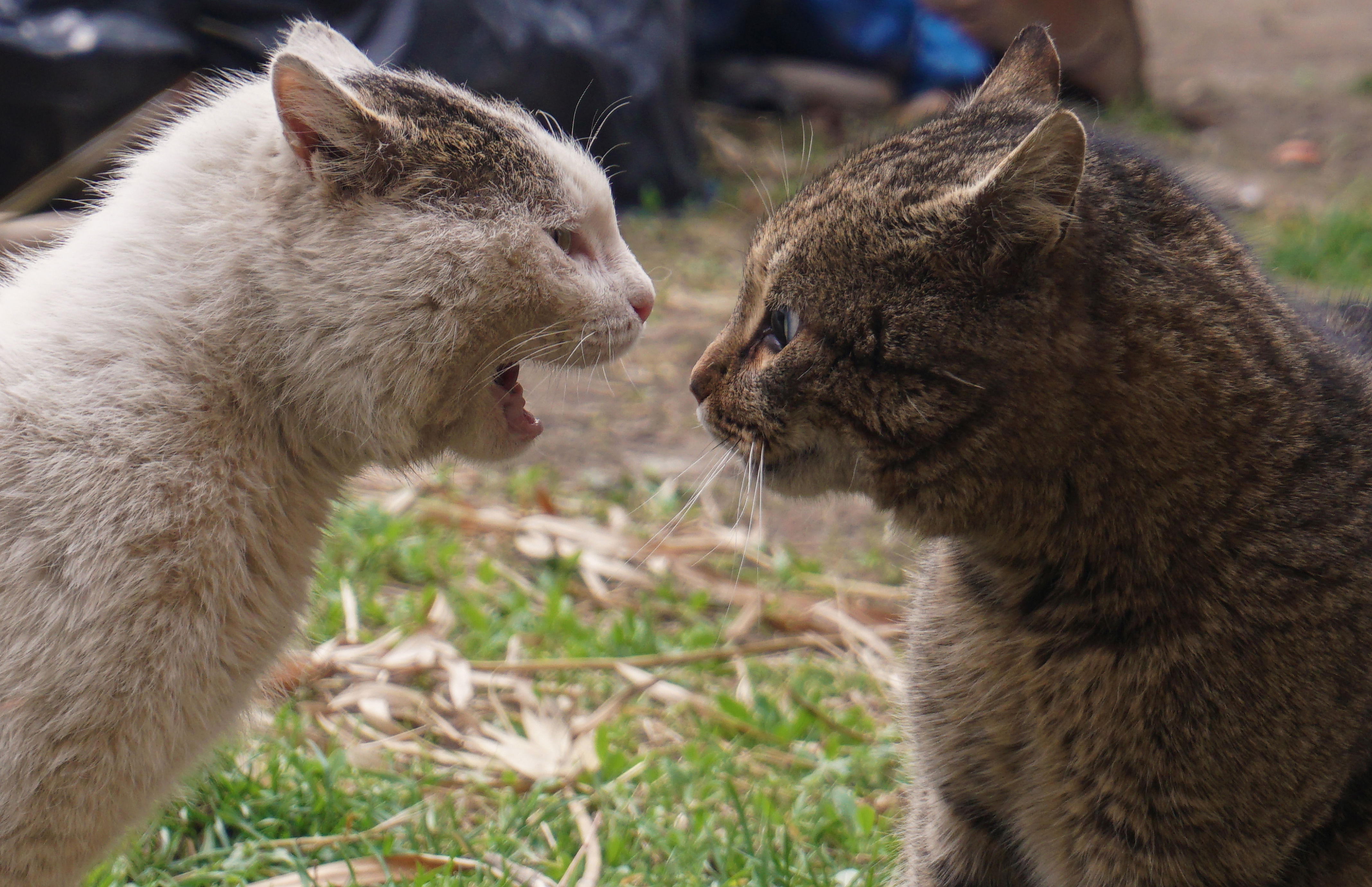 How to tell if your cat is being bullied—and what to do about it