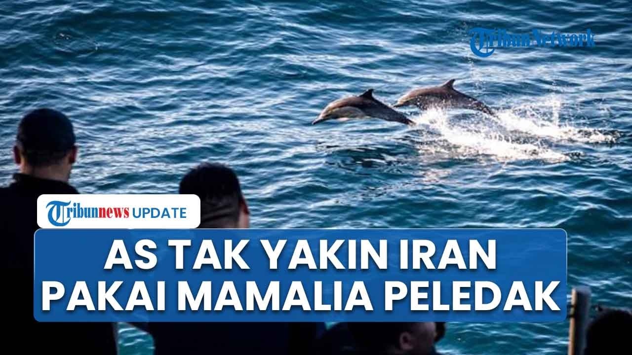AS bantah Iran punya lumba-lumba berpeledak, Pentagon: Tak ada bukti ...