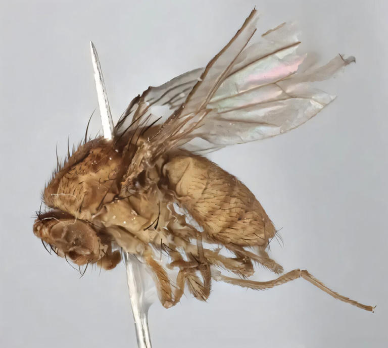 How a strange fruit fly became a bloodthirsty underwater hunter