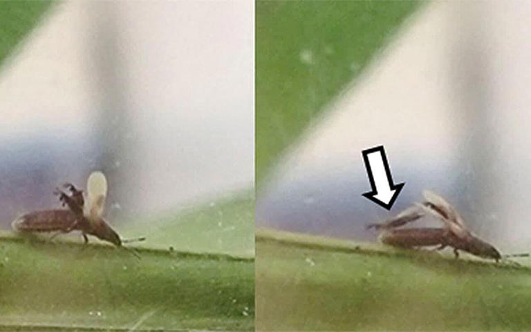 Why infected stink bugs lift their wings: Hidden parasite escape caught ...