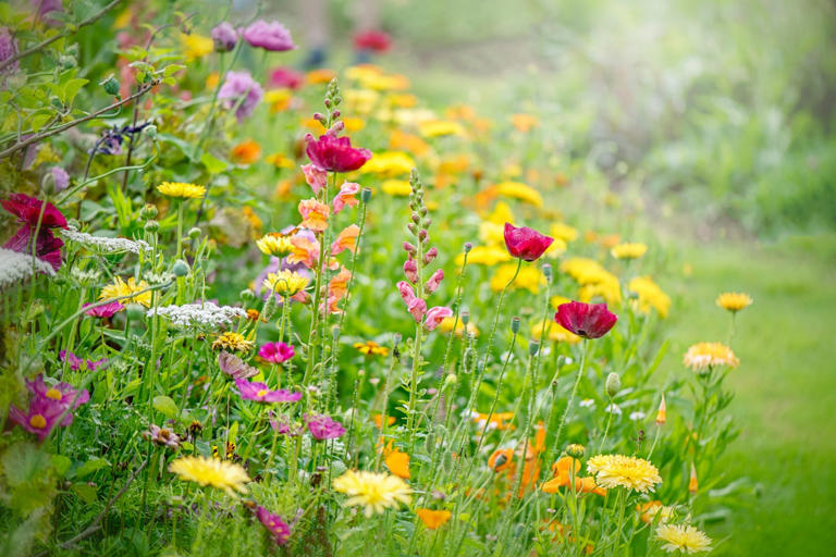 Experts reveal the 7 garden trends everyone will be copying in 2026