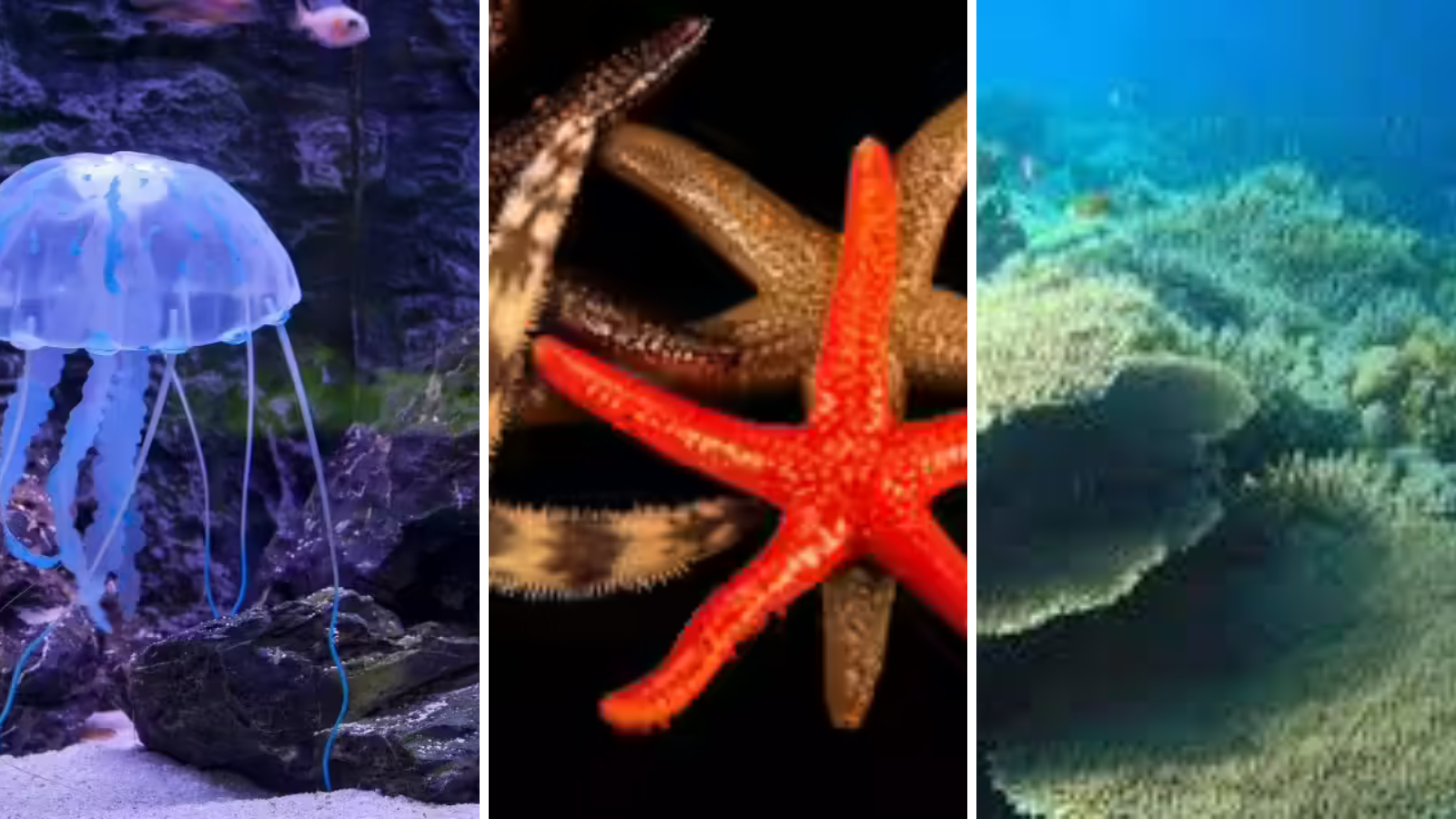 Amazing brainless creatures