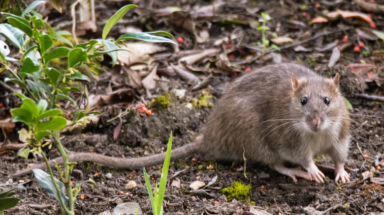 Say goodbye to rats with this clever herb garden trick