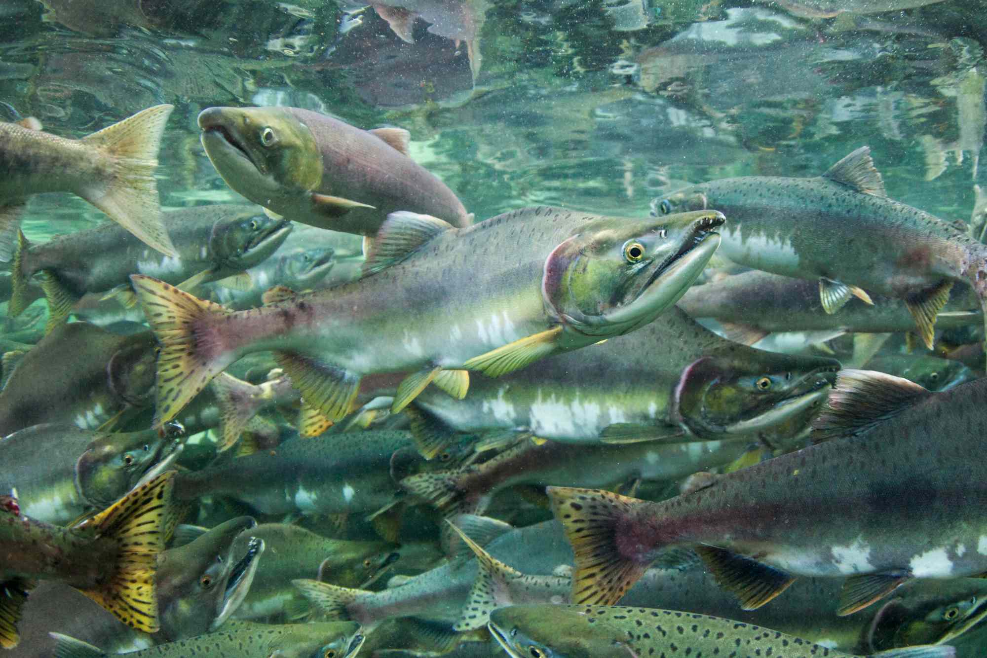 Scientists warn of invasive pink salmon's rapid spread in US waters and ...