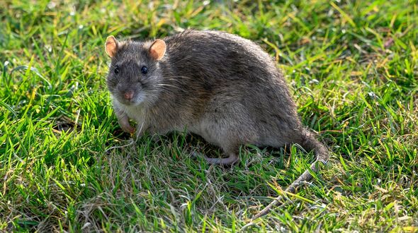 Rats flee from your property when you put 3 natural ingredients in garden