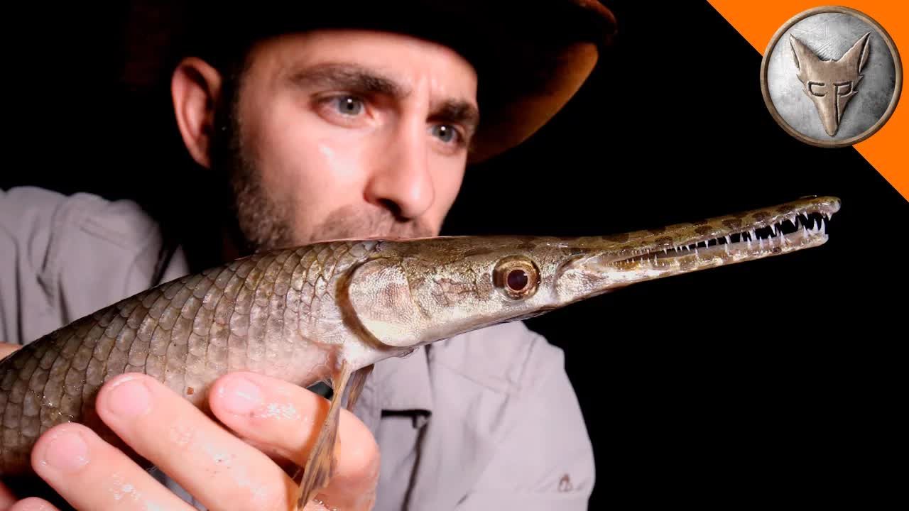 Bizarre creatures found deep in Texas