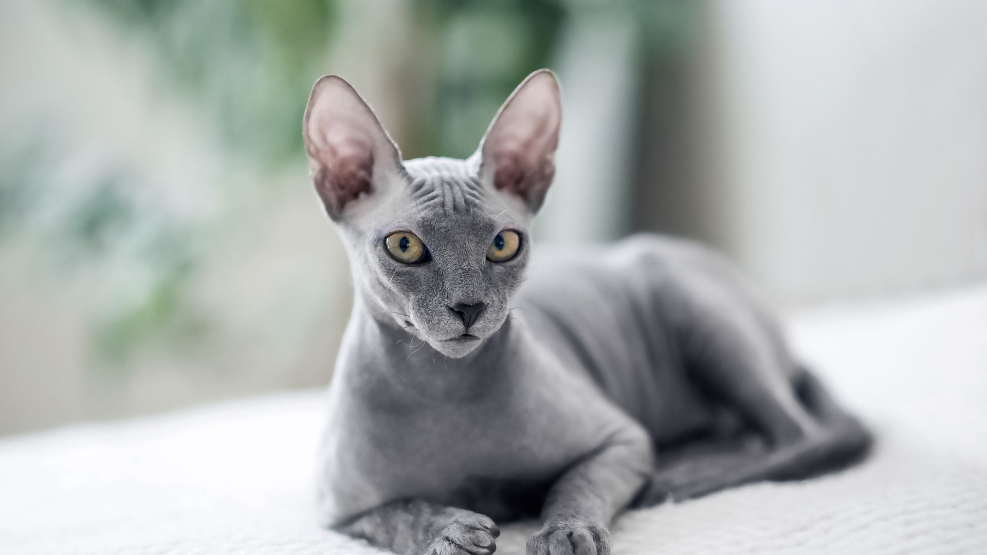 The most popular cat breeds for feline fans