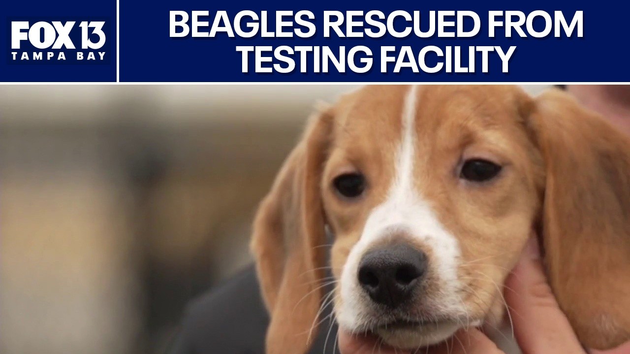 Hundreds of beagles rescued from testing facility