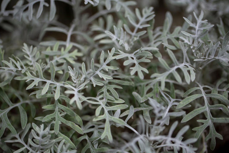 Experts reveal the 7 garden trends everyone will be copying in 2026
