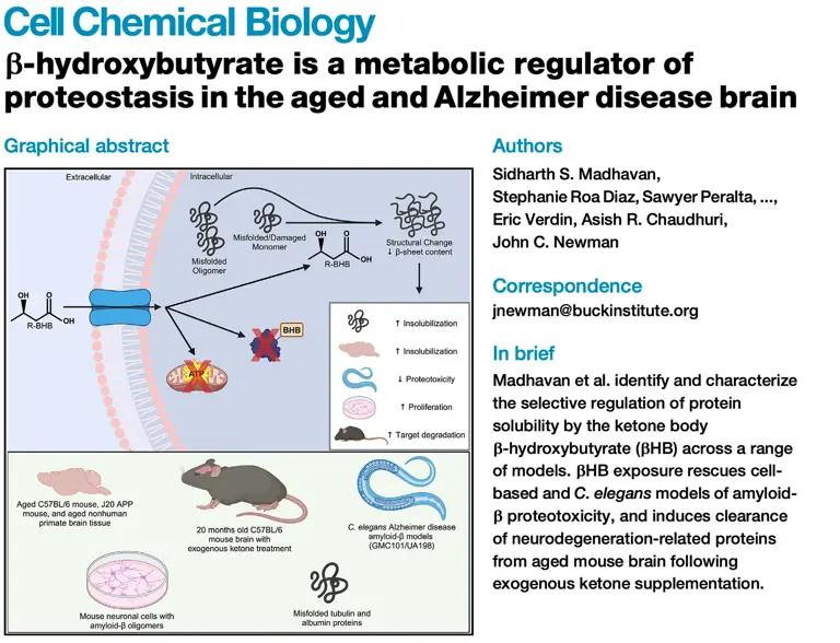New mechanism on how ketones clean a messy brain in Alzheimer's disease
