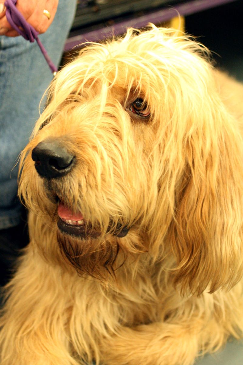 14 rare dogs quietly disappearing while nobody notices