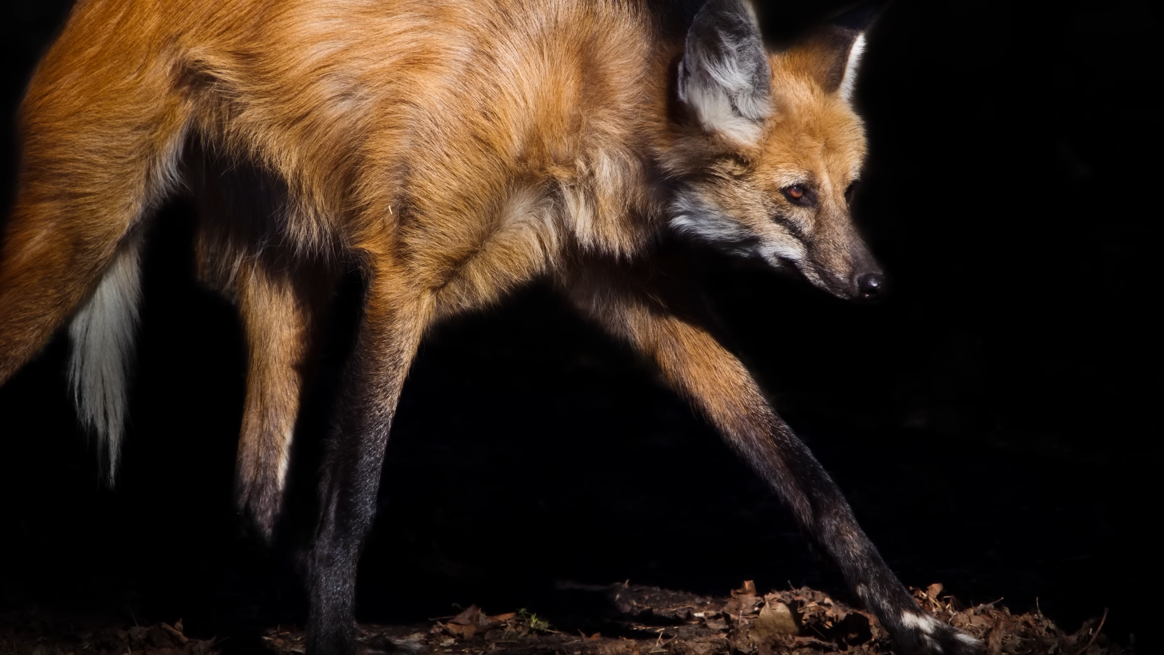 Watch what happens when a predator climbs a termite mound to mark territory