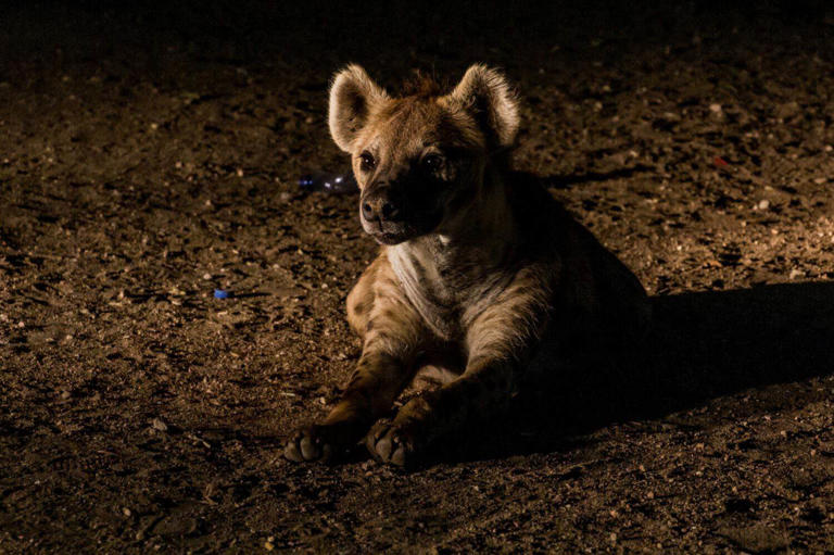 Inside Harar, where wild hyenas eat from human hands at night
