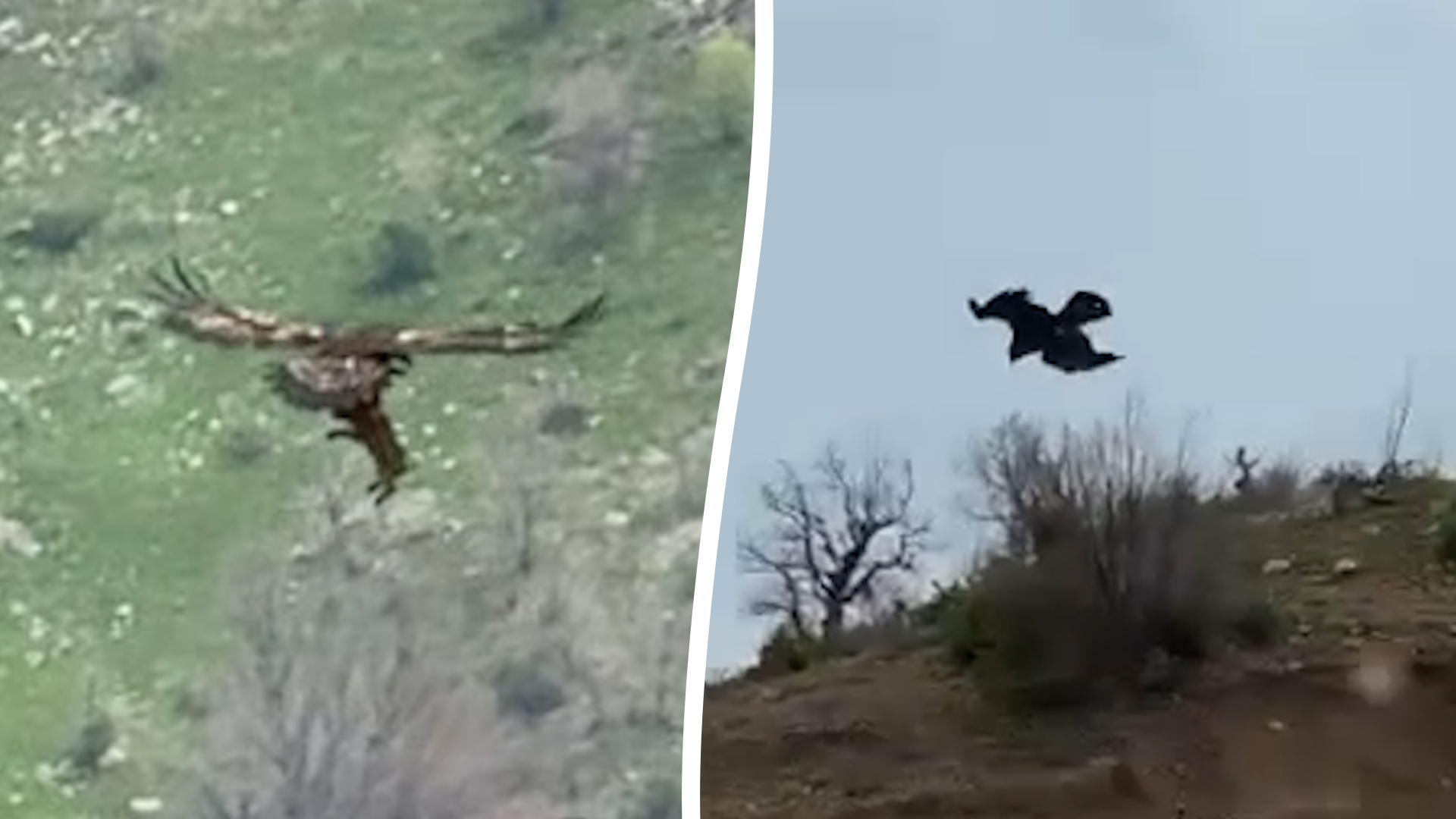 Eagle swoops to snatch wild boar piglet in dramatic hunting scene