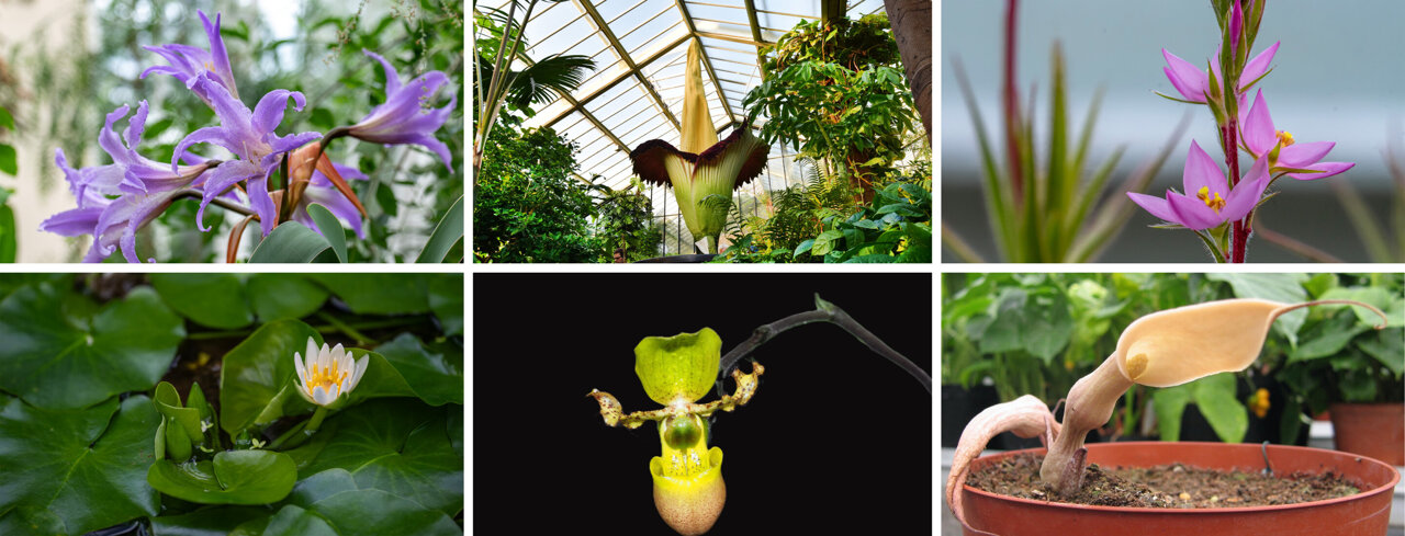 Up to 1 in 6 plant species face extinction by 2100