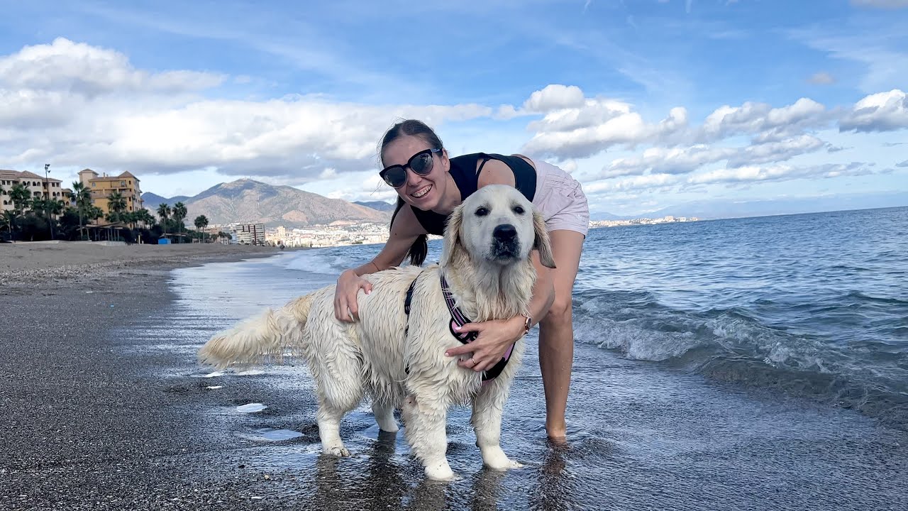 Golden retriever puppy sees the sea for first time