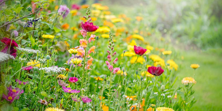 Experts reveal the 7 garden trends everyone will be copying in 2026