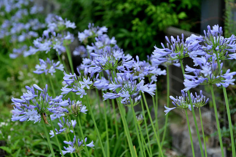 Experts reveal the 7 garden trends everyone will be copying in 2026