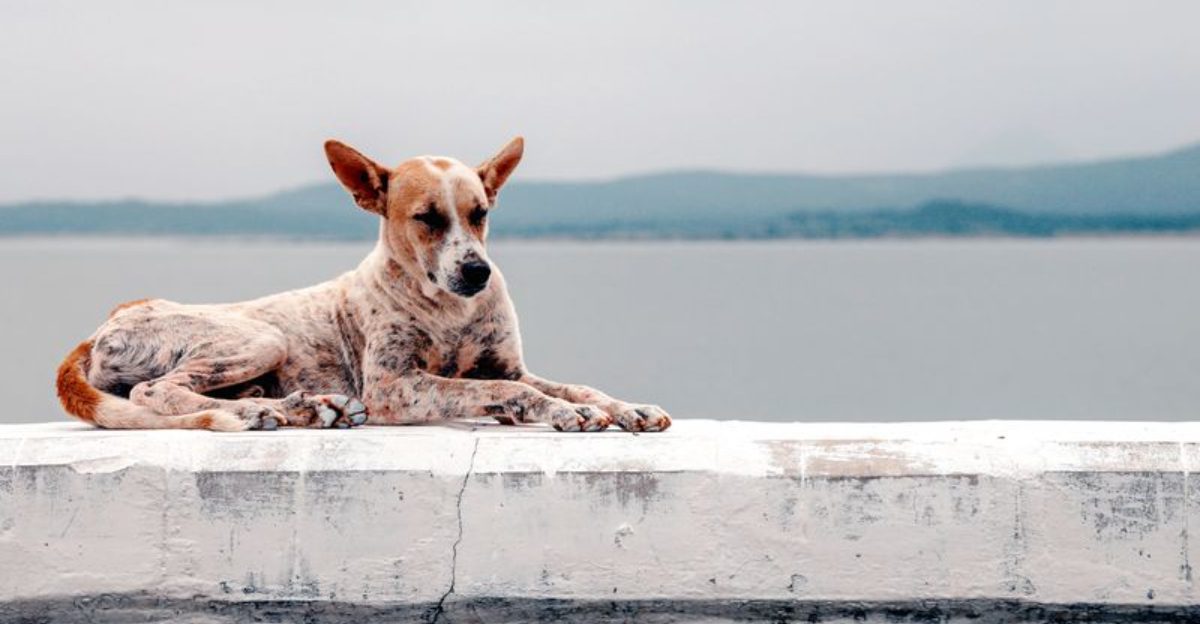 14 rare dogs quietly disappearing while nobody notices