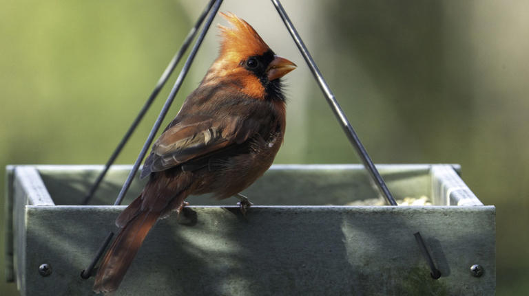 How to turn your backyard patio into a bird haven