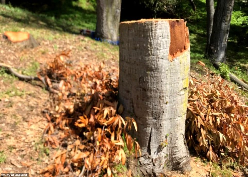 $1 million penalty for California couple after illegal tree cutting