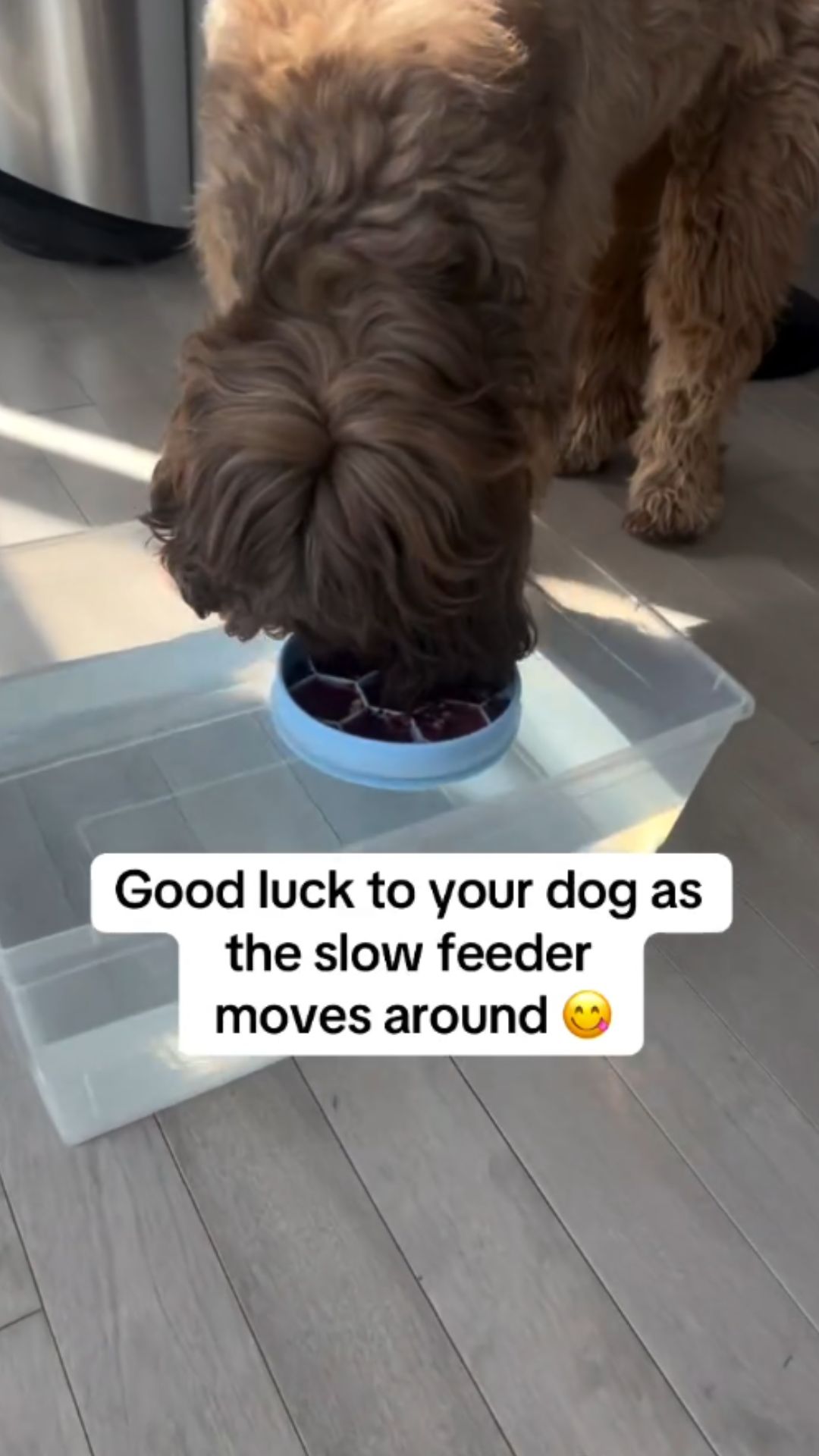 Why this viral dog activity is getting so much attention