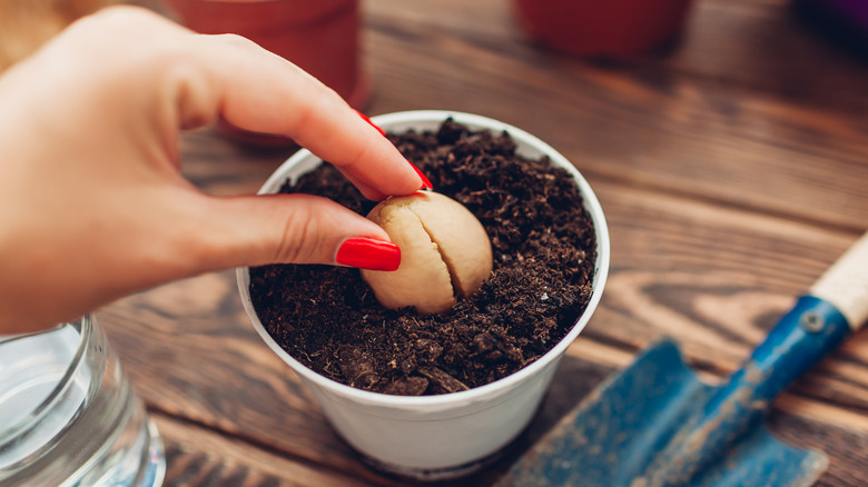 How To Grow An Avocado Plant From Seed (And Will It Actually Bear Fruit?)