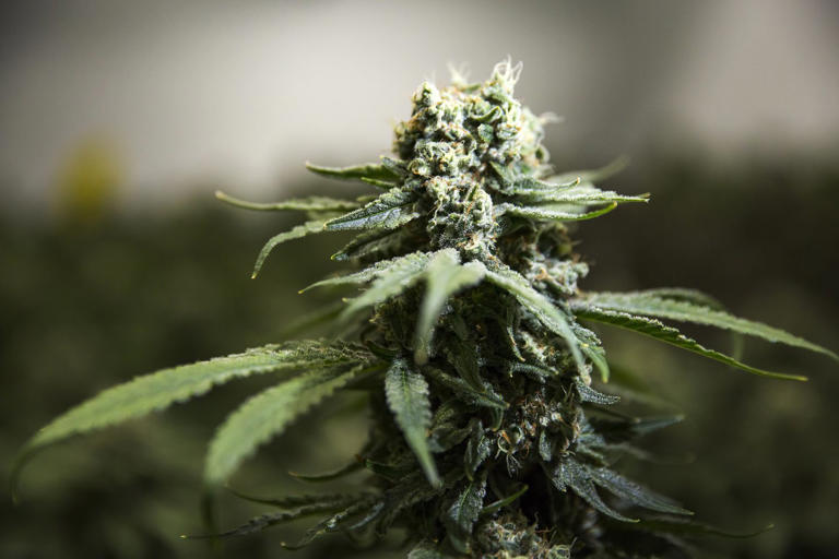 RCMP cannabis raids won't hamper NB First Nations pot sale discussions