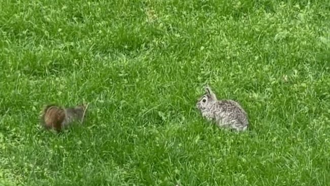 Squirrel and rabbit face off in yard