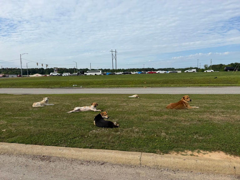 Sylacauga leaders consider options to address feral dog problem