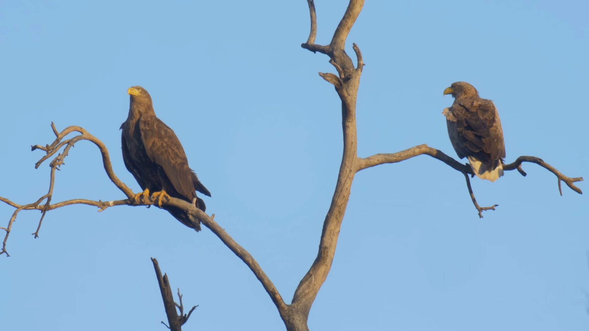 These eagles suddenly went missing - then the police got involved