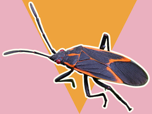 Si vous voyez cet insecte, surtout ne l'écrasez pas
