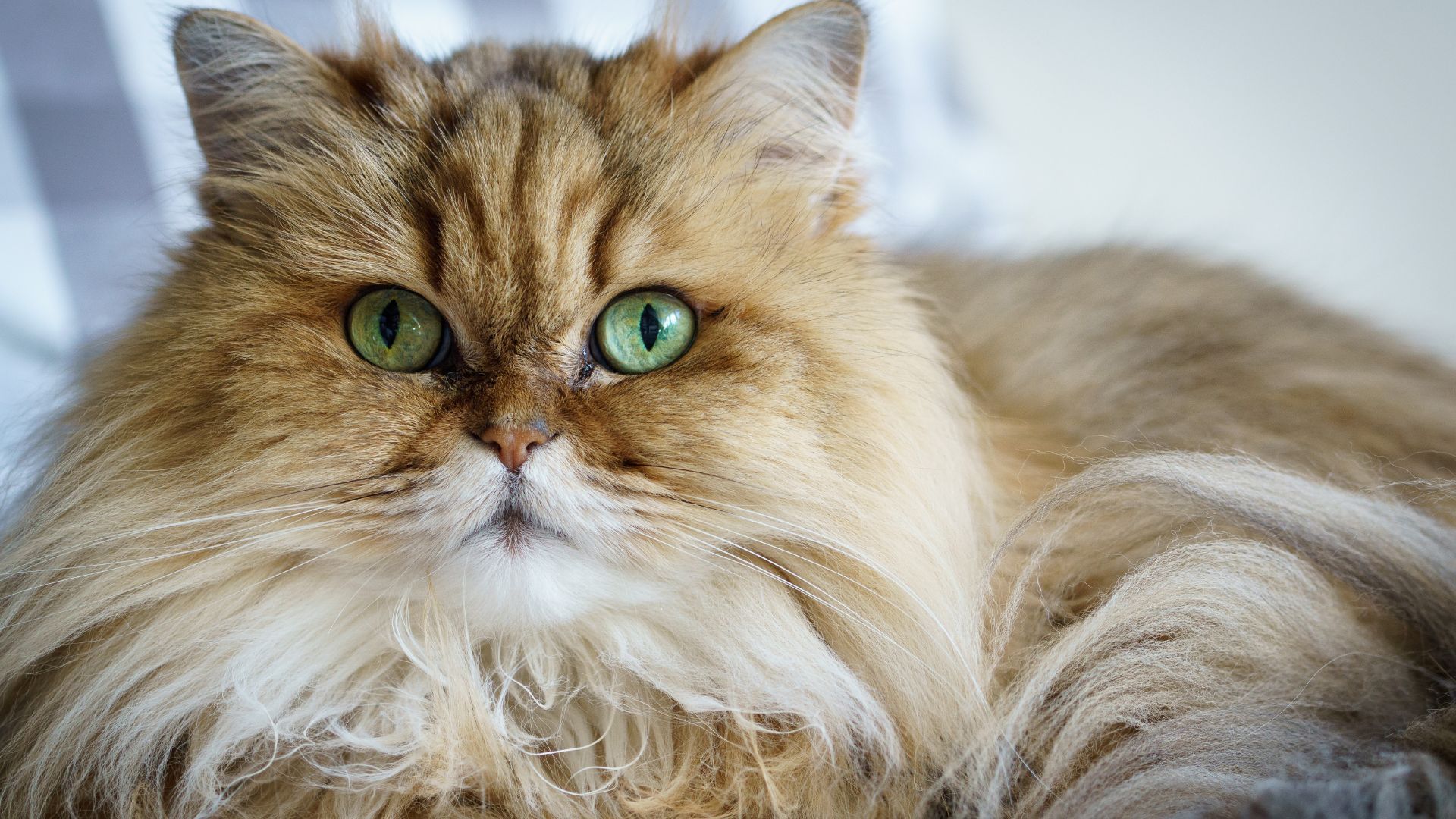 the-most-popular-cat-breeds-for-feline-fans