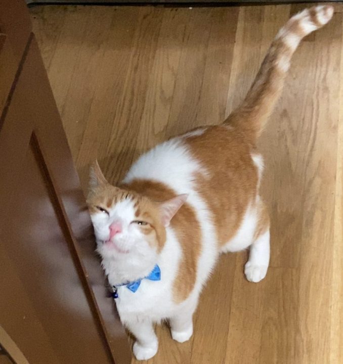 Vermont cats sought for genetic study on cat ancestry