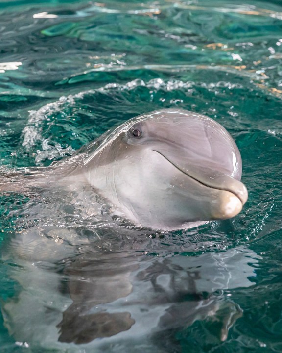 Clearwater Marine Aquarium announces passing of Star the dolphin