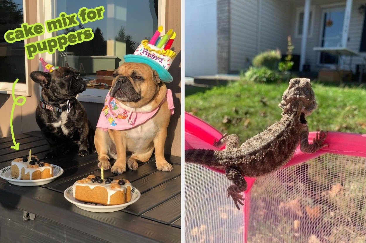 If you're obsessed with your pet, you'll want to spoil them with these ...
