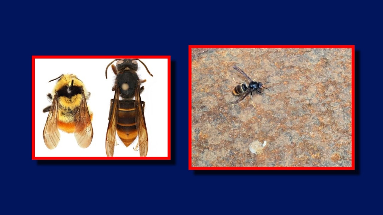 Watch out for yellow-legged hornets in WA, new spotting sparks honey ...