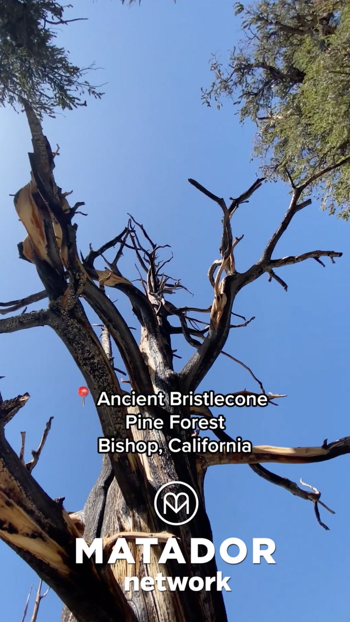 California’s White Mountains preserve the world’s oldest trees