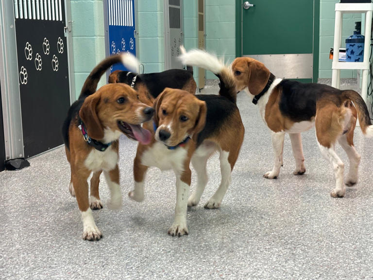 12 beagles, rescued from Wisconsin research facility, arrive in the UP