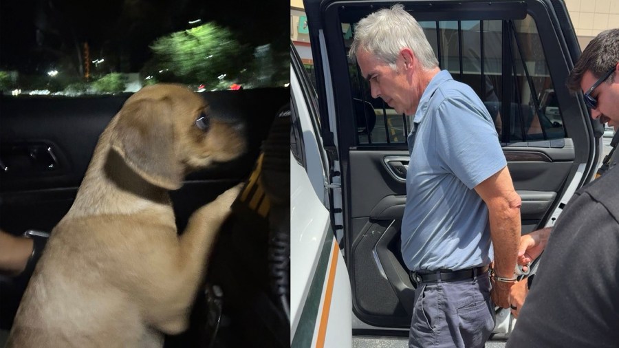 Florida man caught strangling puppy that tested positive for cocaine ...