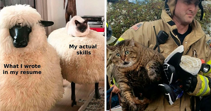 50 kitties who totally deserve their own catwalk and comedy show