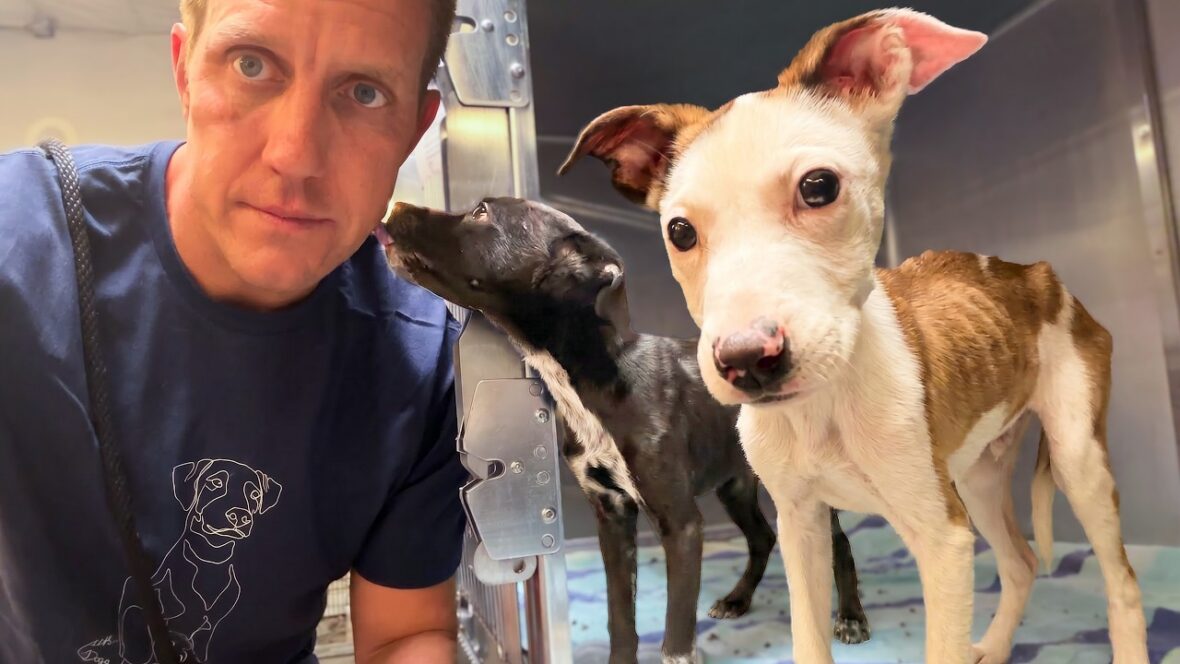 Two puppies found hiding in a bathroom, watch their reactions to a ...
