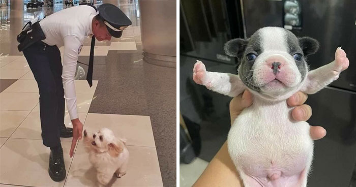 49 hilarious dog moments caught on camera